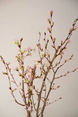 Cherry blossoms on white background. Spring flower beautiful background. Spring time, event, promotion background.