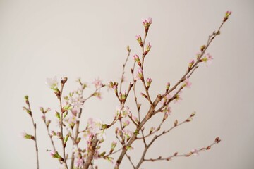 Cherry blossoms on white background. Spring flower beautiful background. Spring time, event, promotion background.