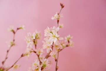Cherry blossoms on pink background. Spring flower beautiful background. Spring time, event, promotion background.