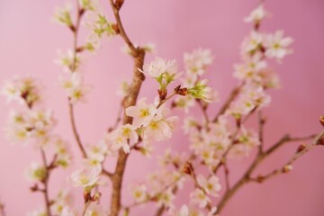 Cherry blossoms on pink background. Spring flower beautiful background. Spring time, event, promotion background. 