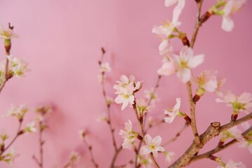 Fototapeta premium Cherry blossoms on pink background. Spring flower beautiful background. Spring time, event, promotion background. 