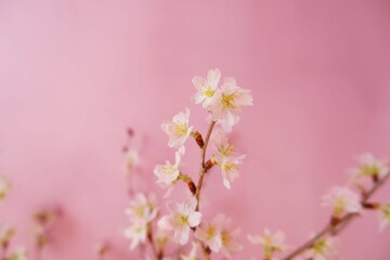 Cherry blossoms on pink background. Spring flower beautiful background. Spring time, event, promotion background. 