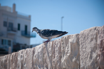 Fototapeta premium Torre a Mare, Bari, Pigeon Piccione, L Attesa del volo