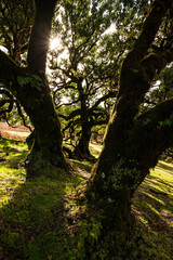 Beautiful shot of a stinkwood laurel tree through the gap between the mossy trunks of two other trees, with the warm evening sun shining through the branches, in the laurel forest of Fanal, Madeira