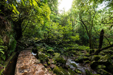 Path section of the “Levada dos Cedros” hiking trail near the spring of the levada in a lush green jungle-like forest landscape, Madeira, Portugal