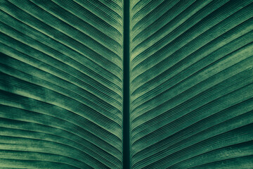  green palm leaf texture background 