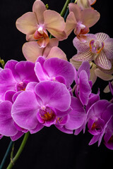 Beauty colorful orchid flowers isolated on black background