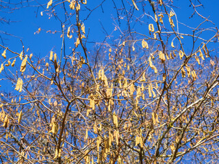 Hazel tree with male catkins in spring