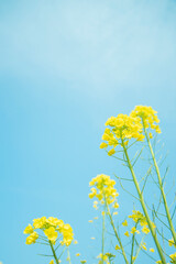 はんなり菜の花