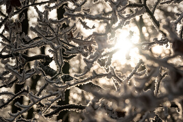 The light of the winter sun shines through the ice-covered branches and twigs of a frozen tree, suitable as natural winter background