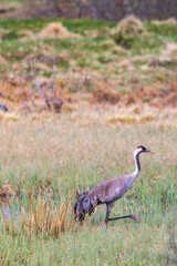 Fototapeta premium Walking Crane on a moor