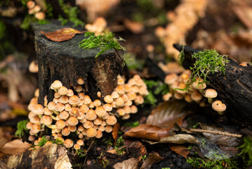 A cluster of tiny orange mushrooms, probably clustered woodlover (Hypholoma fasciculare), on a moss-covered tree stub in a forest, surrounded by autumn leaves, Weser Uplands, Germany