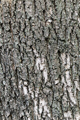 Corteza de arbol más rugosa