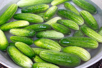 Pickling cucumbers in the countryside in the garden. Fresh cucumbers.