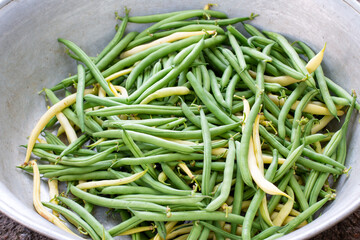 Green and yellow bean pods of asparagus in a large metal bowl. Freshly harvested raw beans. Closeup