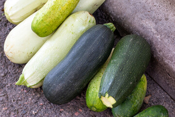 Zucchini harvest in summer. Marrow vegetables. Fresh courgette summer harvest.