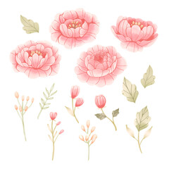 Pink peony flower in watercolor style. Botanical vector design