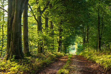 Beautiful light shines through the mighty old beech trees that line an idyllic forest path, Beller...