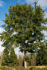 Huge old beech tree, free-standing in a largely deforested forest, Weser Uplands, Germany