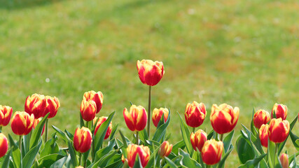 Group of colorful tulip flowers in tulip field at winter or spring day for postcard beauty decoration and agriculture concept design.