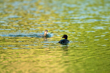 A grebe. the parent is feeding the child.