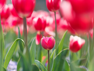 Group of colorful tulip flowers in tulip field at winter or spring day for postcard beauty decoration and agriculture concept design.