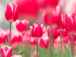 Fototapeta premium Group of colorful tulip flowers in tulip field at winter or spring day for postcard beauty decoration and agriculture concept design.
