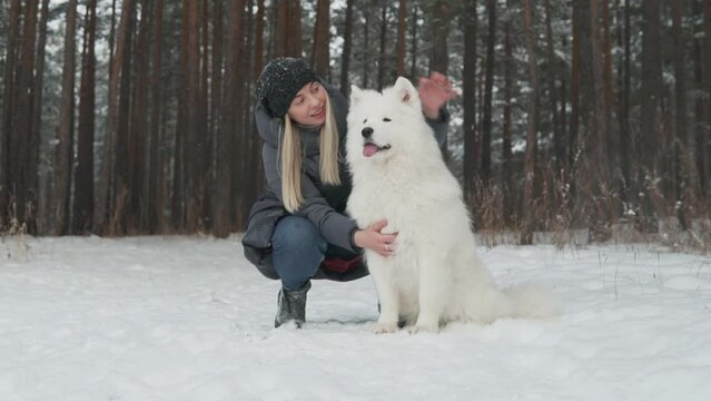 White Samoyed, fluffy dog and happy girl hugging, petting and cuddlng in a winter forest park, snowy day woods, cold, gloomy north weather. Pet and woman strolling outside, animal companion friend.