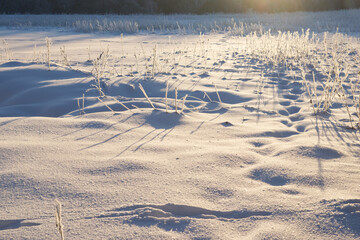 Snowy winter field and dry plants at sunshine.