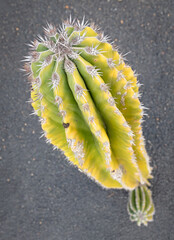 Cactus with prickly thorns as found in nature