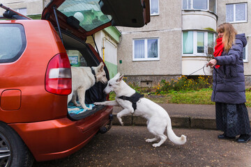 Trained White Swiss Shepherd dog jumping inside the rear trunk of the car