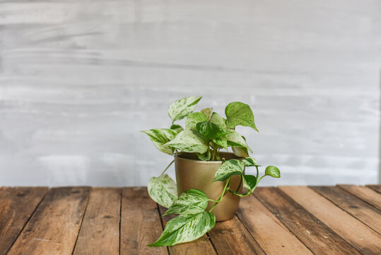 Efeutute Marble Queen in goldenem Blumentopf auf Holzhintergrund, Zimmerpflanze Interieurtrend
