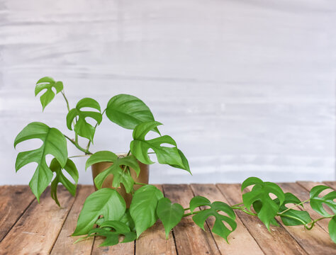 Fensterblatt Monstera Minima, Zimmerpflanze, Topfpflanze, Urban Jungle, Interieur Trend, Raphidophora tetrasperma
