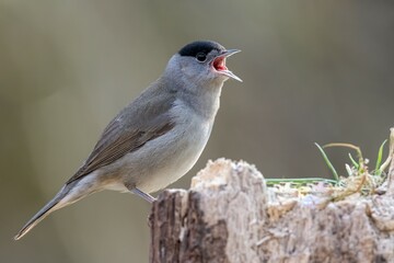 bird, robin, natur, wild lebende tiere, tier, wild, schnabel, bird, garden