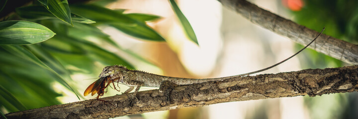 BANNER Macro close-up photo captures moment big gray lizard eat devourie prey swallow still fluttering brown beetle cockroach sit on branch. Green bright nature background. Life struggle, ecosystem