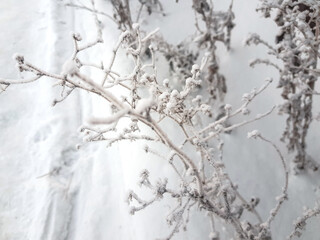 Winter dry grass close-up and selective focus. Beautiful wilted plants on a white background of snow. Beautiful snow-covered grass covered with frost. Winter Macro
