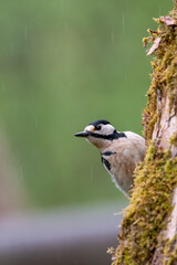 bird, natur, wild lebende tiere, tier, specht, wild, ast, schnabel, baum