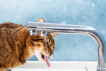 Cat drinks water from water tap. Cute bengal cat drinking water with tongue from tap in kitchen.