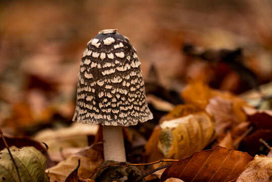 Close-up of a beautiful mushroom with brown cap and white speckles in a forest, probably a magpie inkcap or magpie fungus (Coprinopsis picacea), surrounded by autumn leaves, Weser Uplands, Germany
