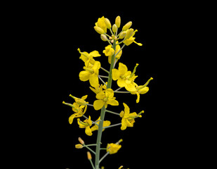Blooming Rapeseed flowers isolated on black background. Flowering bright yellow Canola.