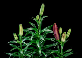 Blooming red Lily flower. Beautiful Lily opening up. Blossom big flowers on black background.