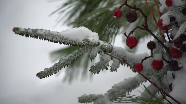 Ornamental winter Christmas pine decoration covered in snow with pine needles in background and white covered snow ground during the decorative winter season holly