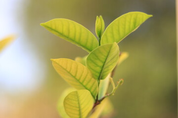 green leaves on a sunny day