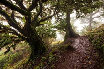 Hiking trail “PR13 Vereda do Fanal”, leading through a beautiful laurel forest near Fanal, Madeira. The path is lined with ancient stinkwood laurel trees that are covered with moss and fern.