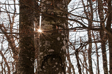 Naked trees covered with lichen and sun protruding between tree trunks