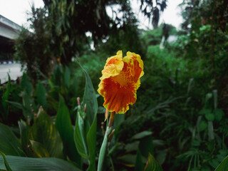 Yellow and orange flower