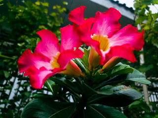 red hibiscus flower in the garden