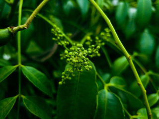 close up of a green flower