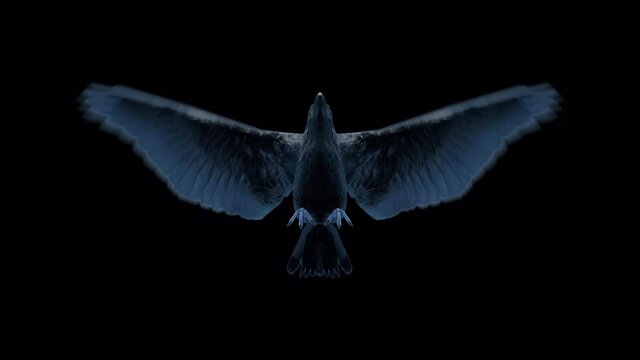 Crow Flying Loop Animation on Transparent Background Ultra HD 4K