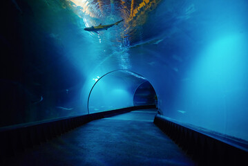 Underwater oceanarium tunnel - obrazy, fototapety, plakaty